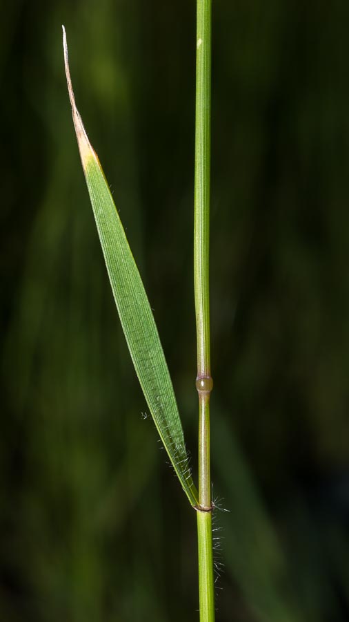 Aegilops triuncialis  (=Triticum triunciale) / Cerere allungata